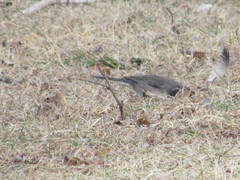 Junco hyemalis cismontanus