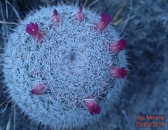 Mammillaria haageana