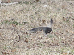 Junco hyemalis cismontanus