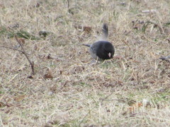 Junco hyemalis cismontanus