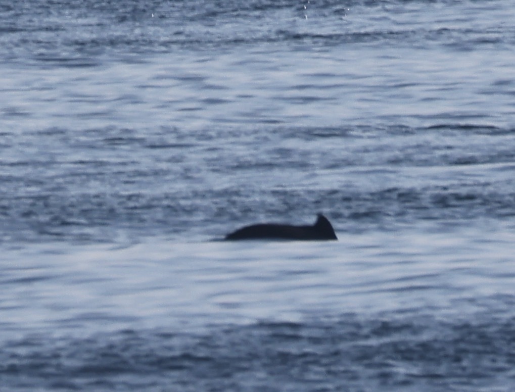 Harbour porpoise small triangular fin in Orkney, Scotland