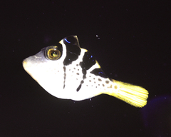 Paraluteres prionurus