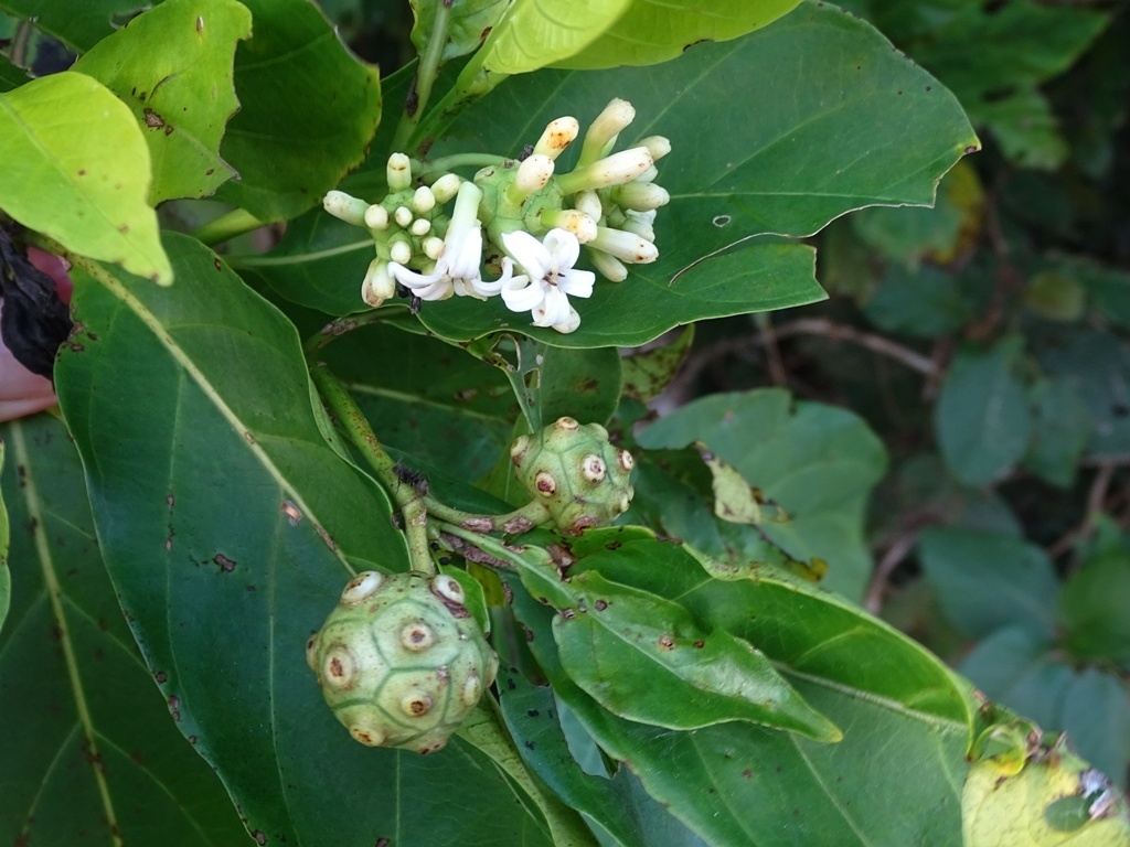 Morinda panamensis