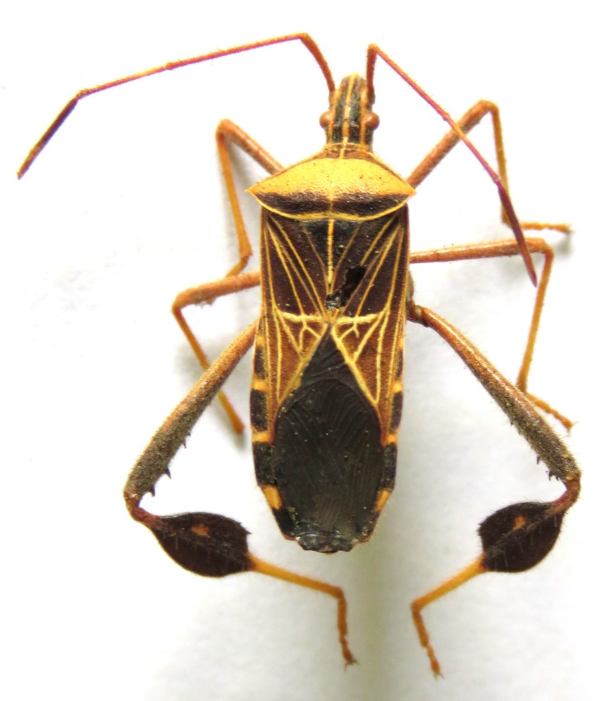 Leptoglossus subauratus