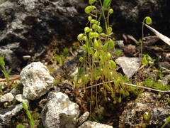 Funaria flavicans