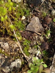 Funaria flavicans