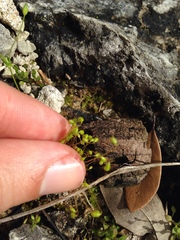 Funaria flavicans