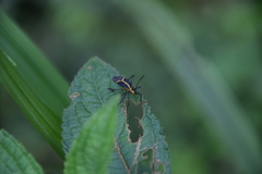 Hypselonotus linea