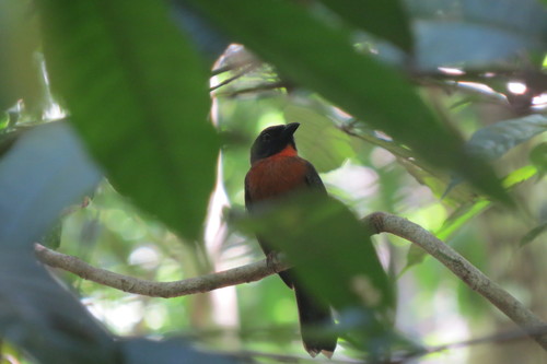 Driophlox atrimaxillaris