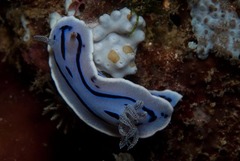Chromodoris willani