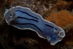Chromodoris willani