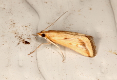 Achyra massalis