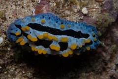 Phyllidia coelestis