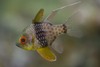 Pajama Cardinalfish - Photo (c) AcquarioVillage, some rights reserved (CC BY-NC-SA)