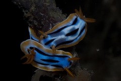 Chromodoris strigata