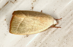 Earias subviridis