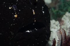Antennarius commerson