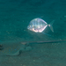 Onion Trevally - Photo (c) David R, some rights reserved (CC BY-NC), uploaded by David R