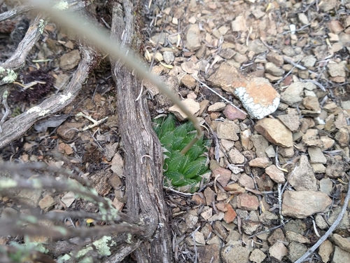 Haworthia mucronata Haw. 4
