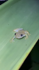 Spotted Heart-Tongued Frog photo 2