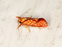 Crepidosceles chryserythra