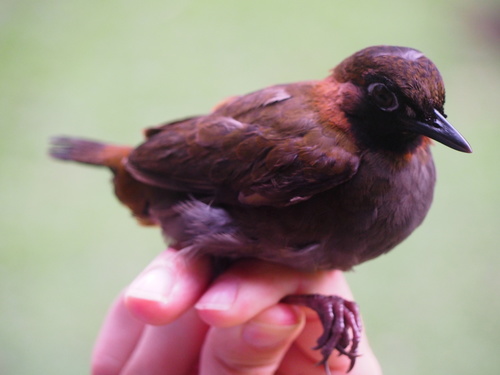 Mayan Antthrush (Formicarius moniliger), photo 8
