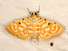 Notarcha aurolinealis