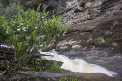 Leptospermum riparium