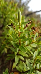 Veronica topiaria