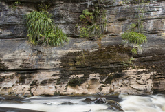 Milligania longifolia