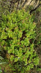 Veronica topiaria