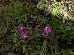 Pedicularis