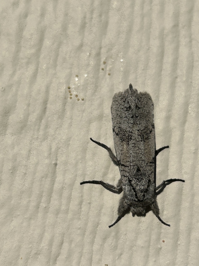 Psychonoctua gilensis
