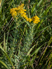 Solidago speciosa rigidiuscula