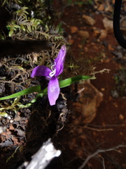 Roscoea