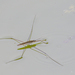 Giant Water Strider - Photo (c) Sakern | 永隔一江水, some rights reserved (CC BY-NC), uploaded by Sakern | 永隔一江水