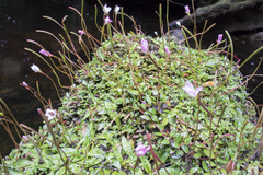 Epilobium perpusillum