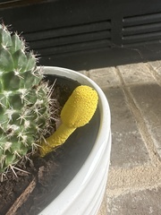 Leucocoprinus birnbaumii image