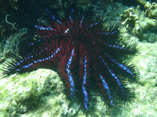 Acanthaster planci