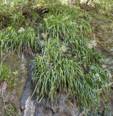 Milligania longifolia