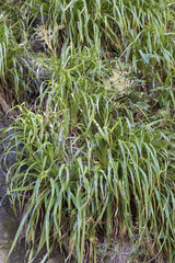 Milligania longifolia