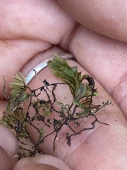 Hymenophyllum lineare image