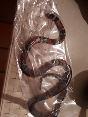 Micrurus sangilensis