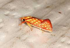 Crepidosceles chryserythra