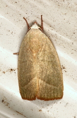Earias subviridis