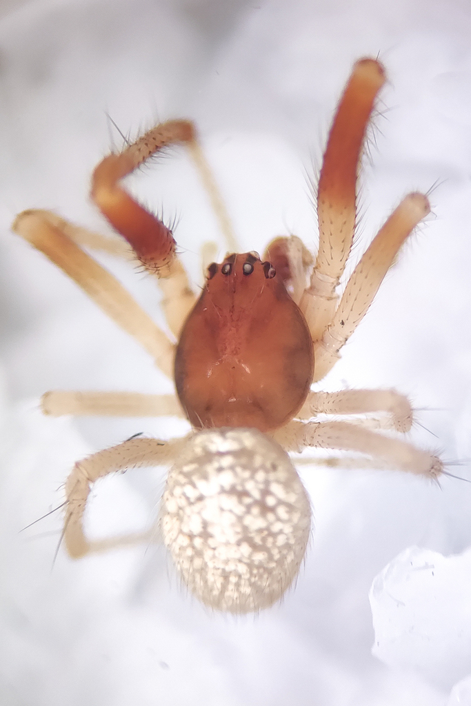 Kochiura rosea