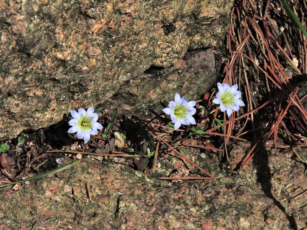 Gentiana delicata