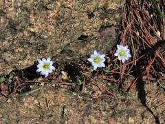 Gentiana rubicunda, photograph Jacy Chen, CC BY, iNaturalist via GBIF