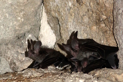 Chrotopterus auritus