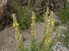Verbascum thapsus